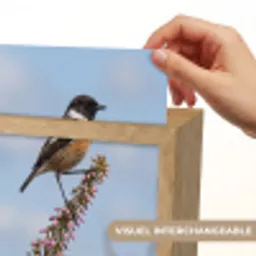 Roodborsttapuit - Heide - Paars - Natuur - Sfeervol Light Box met kabel (Kinderlampje) klein -USP_websiteprintFR