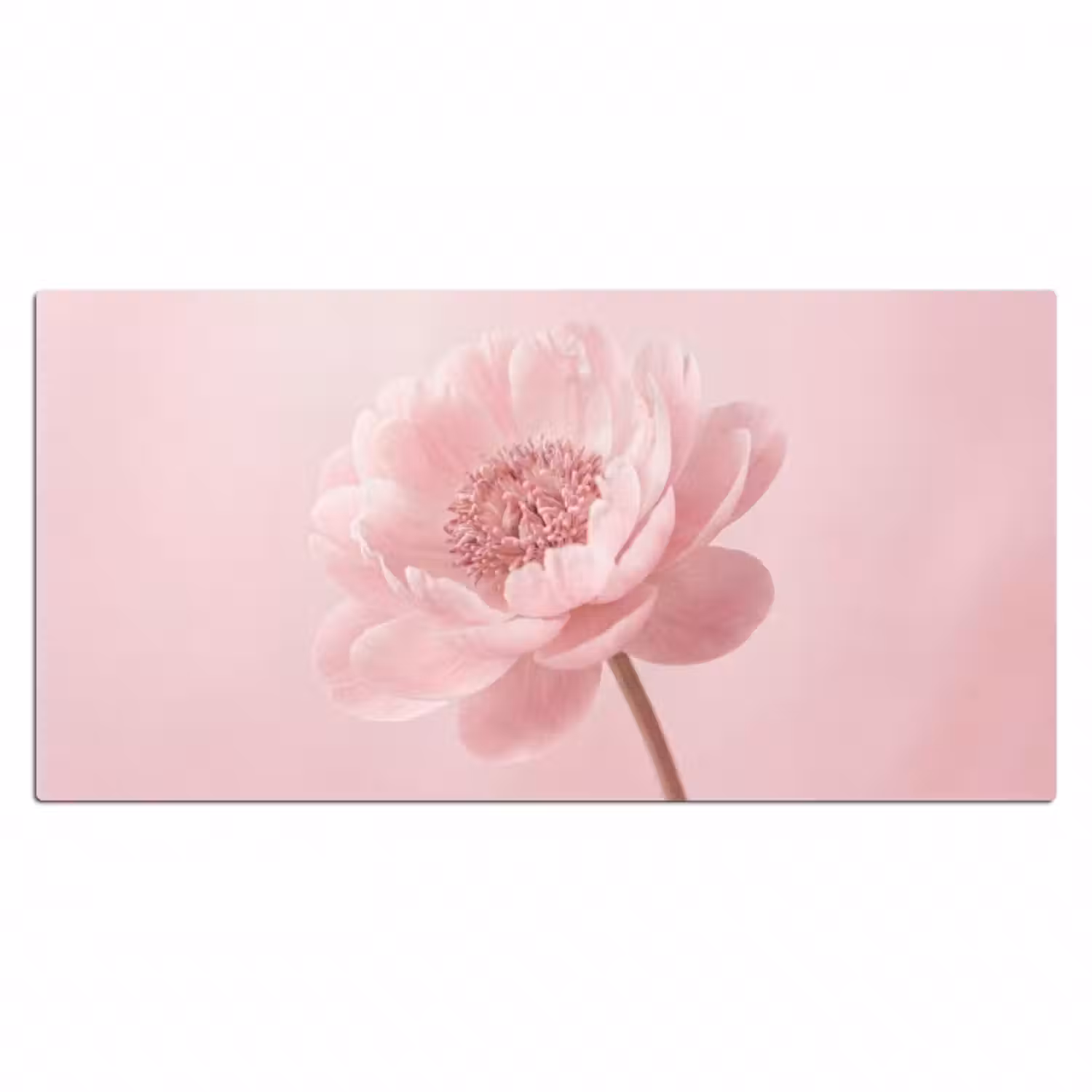 Schreibtischunterlage - Blume - Pfingstrose - Rosa