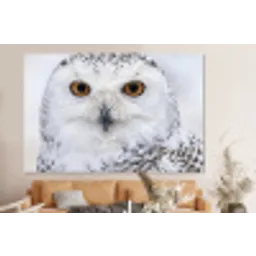Sneeuwuil - Oog - Wildlife - Wit forex 5mm xxl -bovenbank