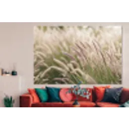 Gras - Close up - Groen forex 5mm xxl -woonkamer