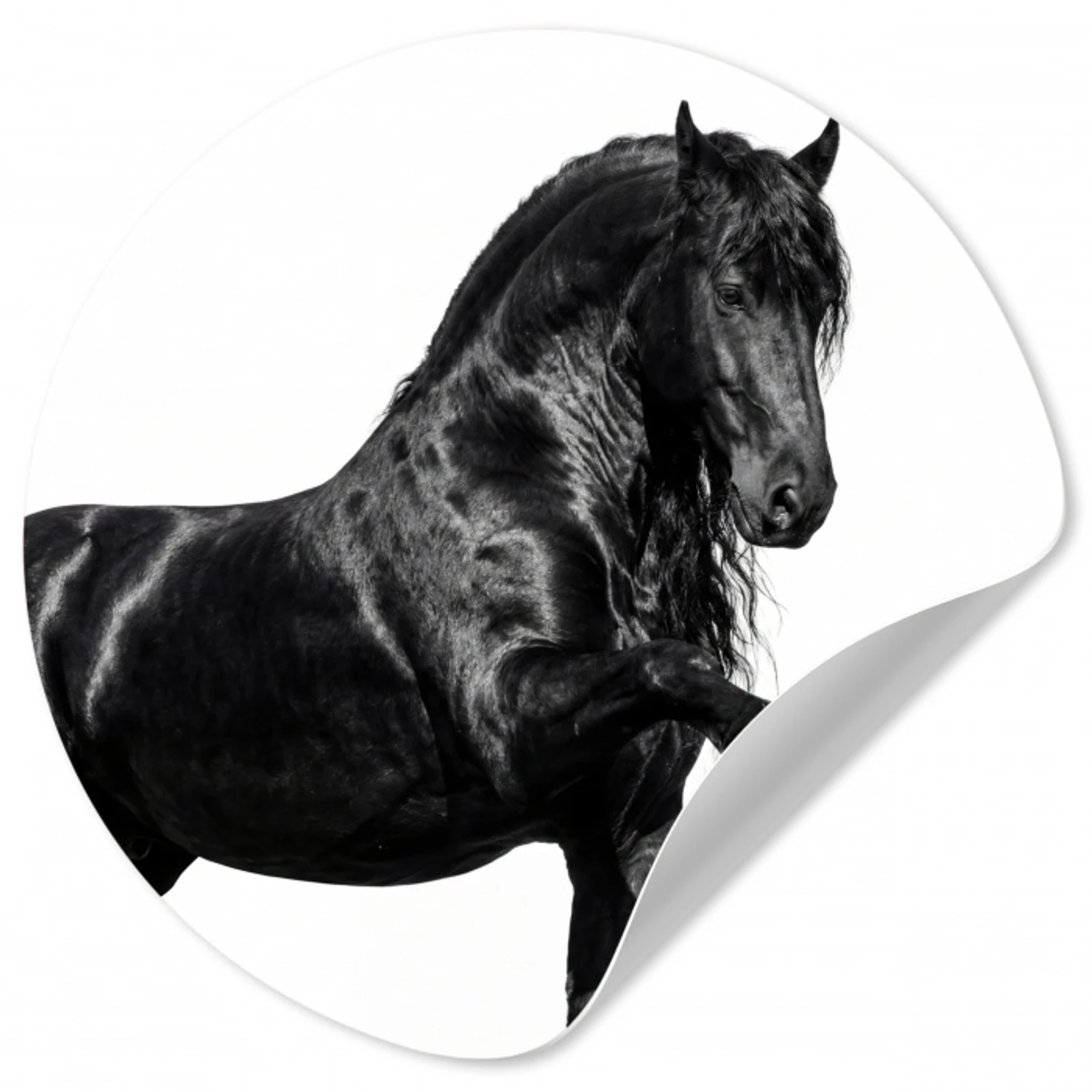 Fries - Hengst - Modern Wandcirkel behangsticker klein -3d