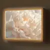 Close up - Pioenroos - Lichtroze Light Box met batterij (Wandlamp) middel -z3d_website