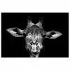 Giraffe - Portret - Dieren - Zwart - Wit poster papier klein -3d