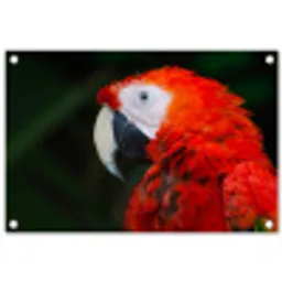 Dieren - Vogel - Papegaai tuinposter los doek klein -3d