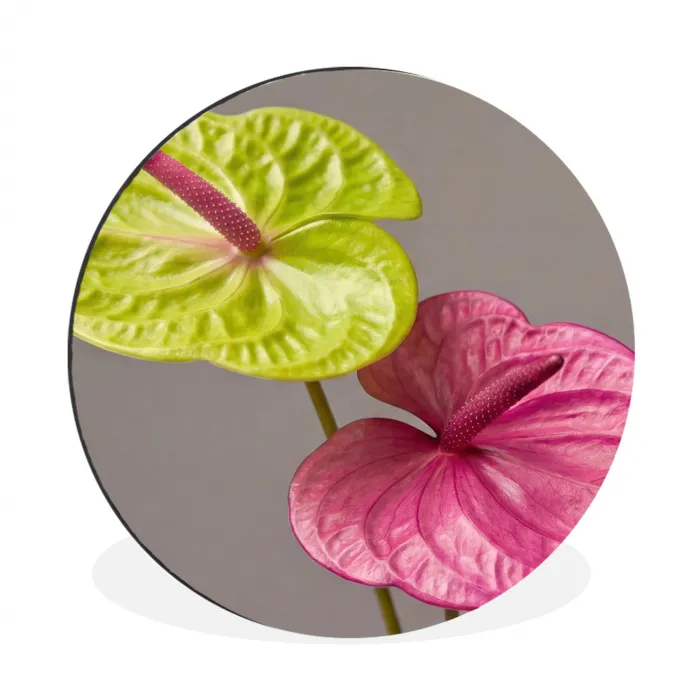 Planten - Anthurium - Groen - Roze Wandcirkel aluminium klein -3d