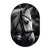 Paard - Schimmel - Portret Wandcirkel Ovaal Aluminium middel -3d