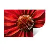 Close up - Bloem - Quote - Rood Muursticker klein -3d