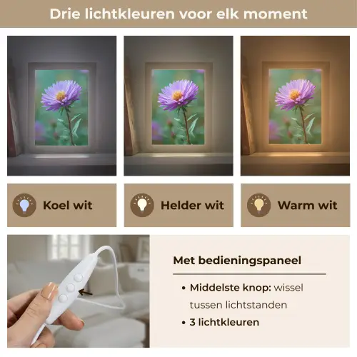 Aster - Paars - Bloem - Blaadjes Light Box met kabel (Tafellamp) klein -USP_lichtkleurNL