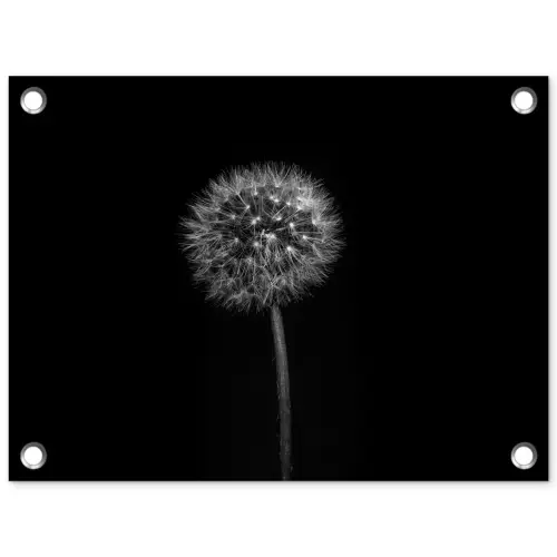 Paardenbloem - Zwart - Bloemen - Botanisch tuinposter los doek klein -3d