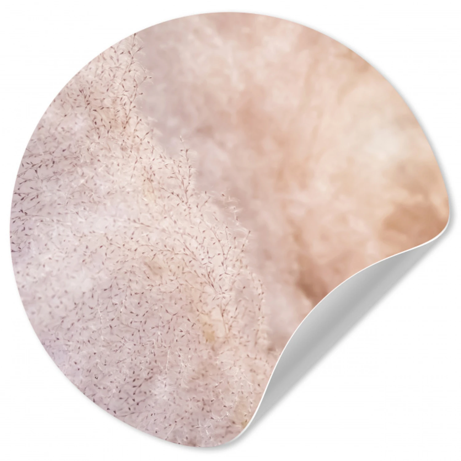 Pampasgras - Structuur - Planten - Natuur Wandcirkel behangsticker klein -3d