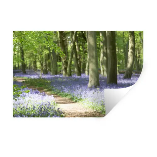 Bos - Pad - Wilde Bloemen Muursticker klein -3d