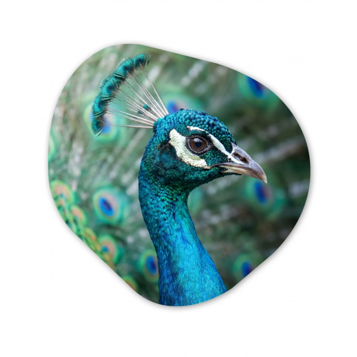 Pauw - Veren - Blauw Wandcirkel Organisch Aluminium middel -3d