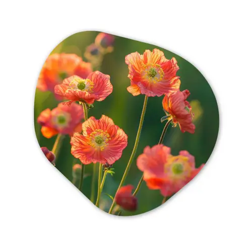 Bloemenveld - Zonnestralen - Oranje Wandcirkel Organisch Aluminium middel -3d
