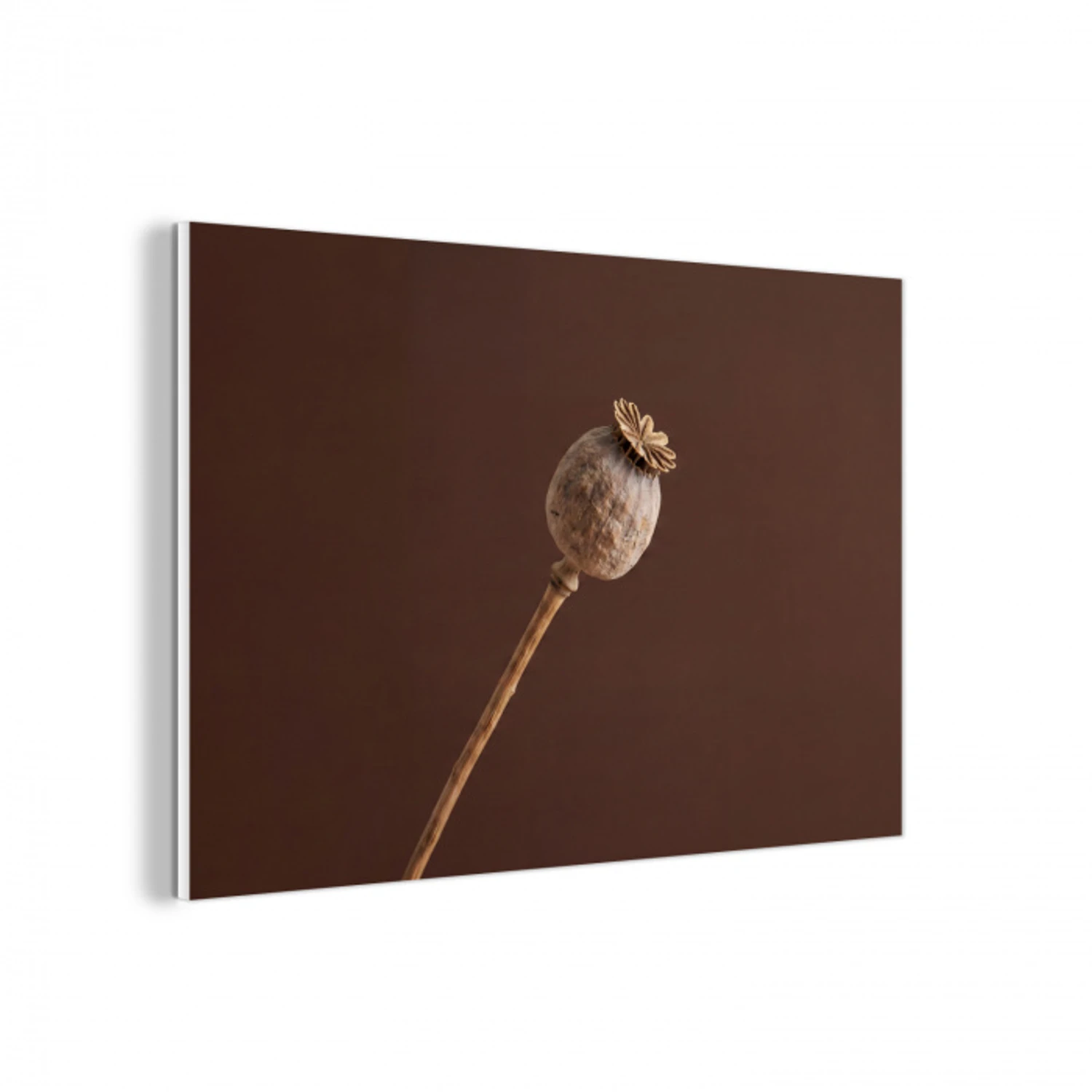 Papaverbol - Droogbloem - Bruin - Minimalistisch forex 5mm xxl -3d