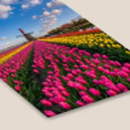 Tulpen - Holland - Molen - Kleurrijk fotolijst zwart zonder passe partout klein -zsfeer6