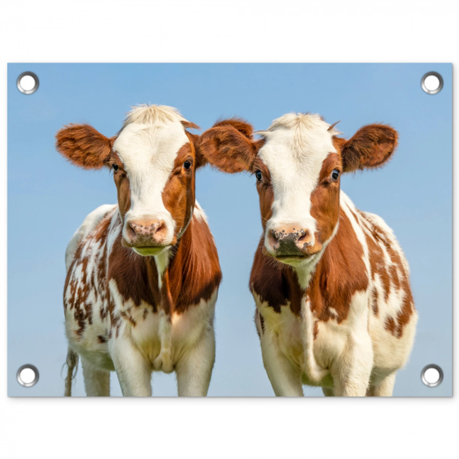 Twee kalveren in de weide tuinposter los doek klein -3d