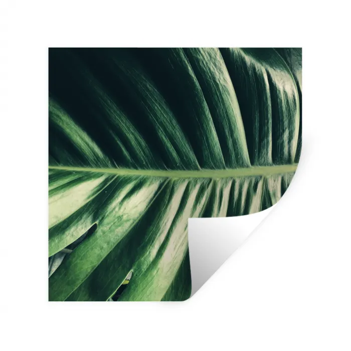 Tropisch - Inductie mat - Natuur - Inductie beschermer - Jungle Muursticker klein -3d