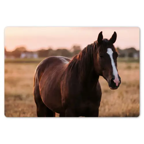 Paard - Zonsondergang - Bruin Placemat vinyl groot -zzsfeer1_Kitchenyeah-website