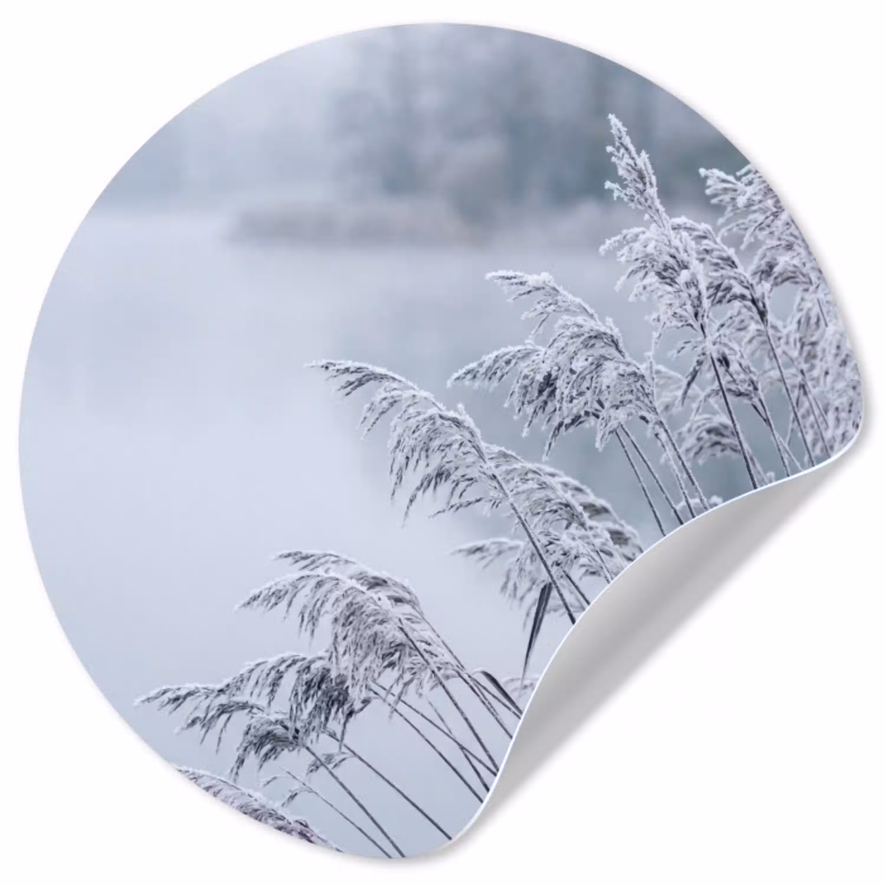 Riet - Bevroren - Winter - Natuur Wandcirkel behangsticker klein -3d