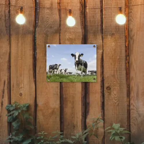 Koeien in de weide onder een heldere lucht tuinposter los doek klein -sfeer1