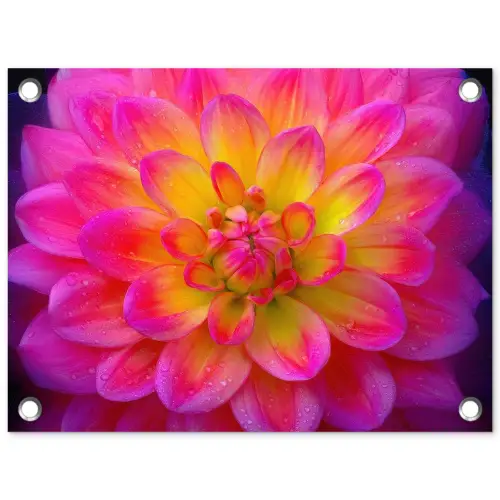 Roze - Dahlia - Kleurrijk tuinposter los doek klein -3d