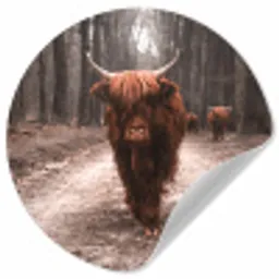 Schotse hooglander - Bos - Koe - Dieren - Natuur Wandcirkel behangsticker klein -3d