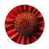 Close up - Bloem- Rood Wandcirkel aluminium klein -3d