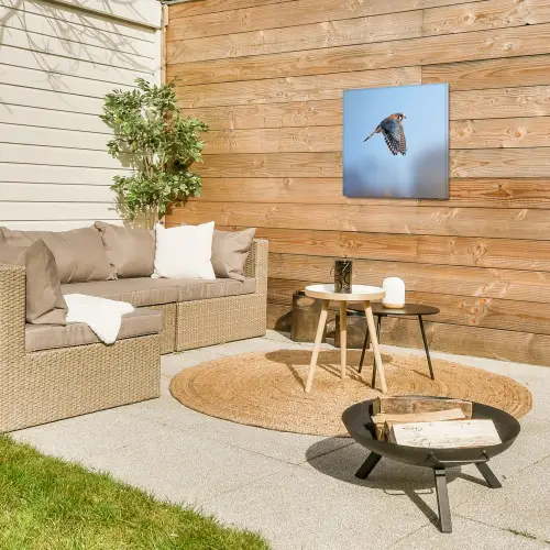 Kleurrijke valk aan het vliegen Tuinposter op houten frame 2 cm dik klein -sfeer2