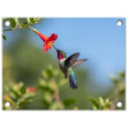 Kolibrie - Bloem - Natuur - Groen tuinposter los doek klein -3d