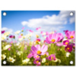 Veld vol kleurrijke bloemen tuinposter los doek klein -3d