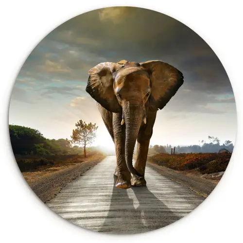 Olifant - Weg - Dieren - Zonsondergang - Landschap Wandcirkel kunststof plaat 5mm dik klein -3d