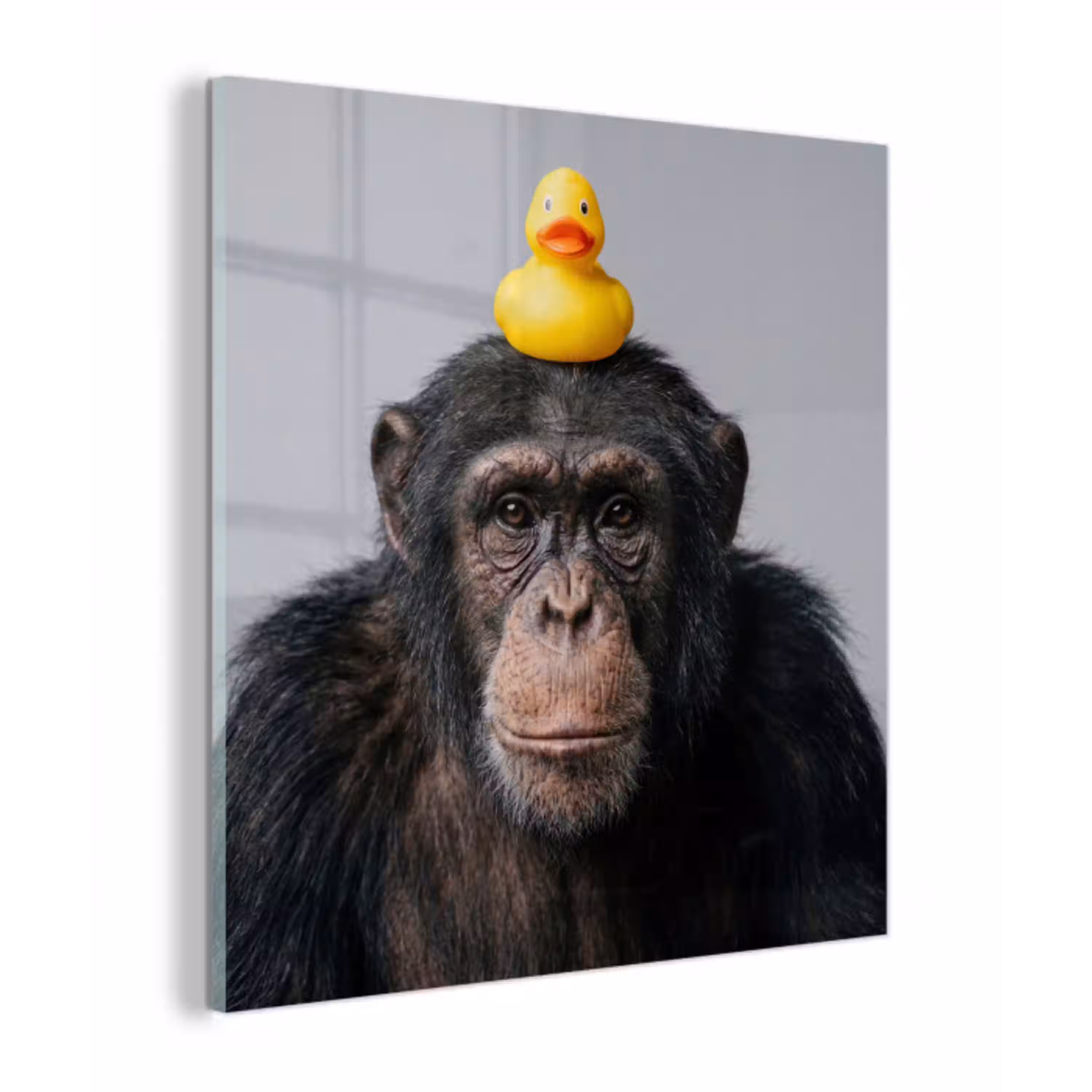 Chimpansee - Badeend - Grijs plexiglas 5mm klein -z3d