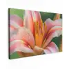 Lelie - Close up - Lichtroze Tuinposter op houten frame 2 cm dik klein -3d
