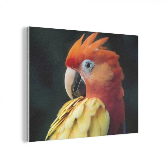 Close-up - Papegaai - Veren - Oranje PET vilt klein -3d