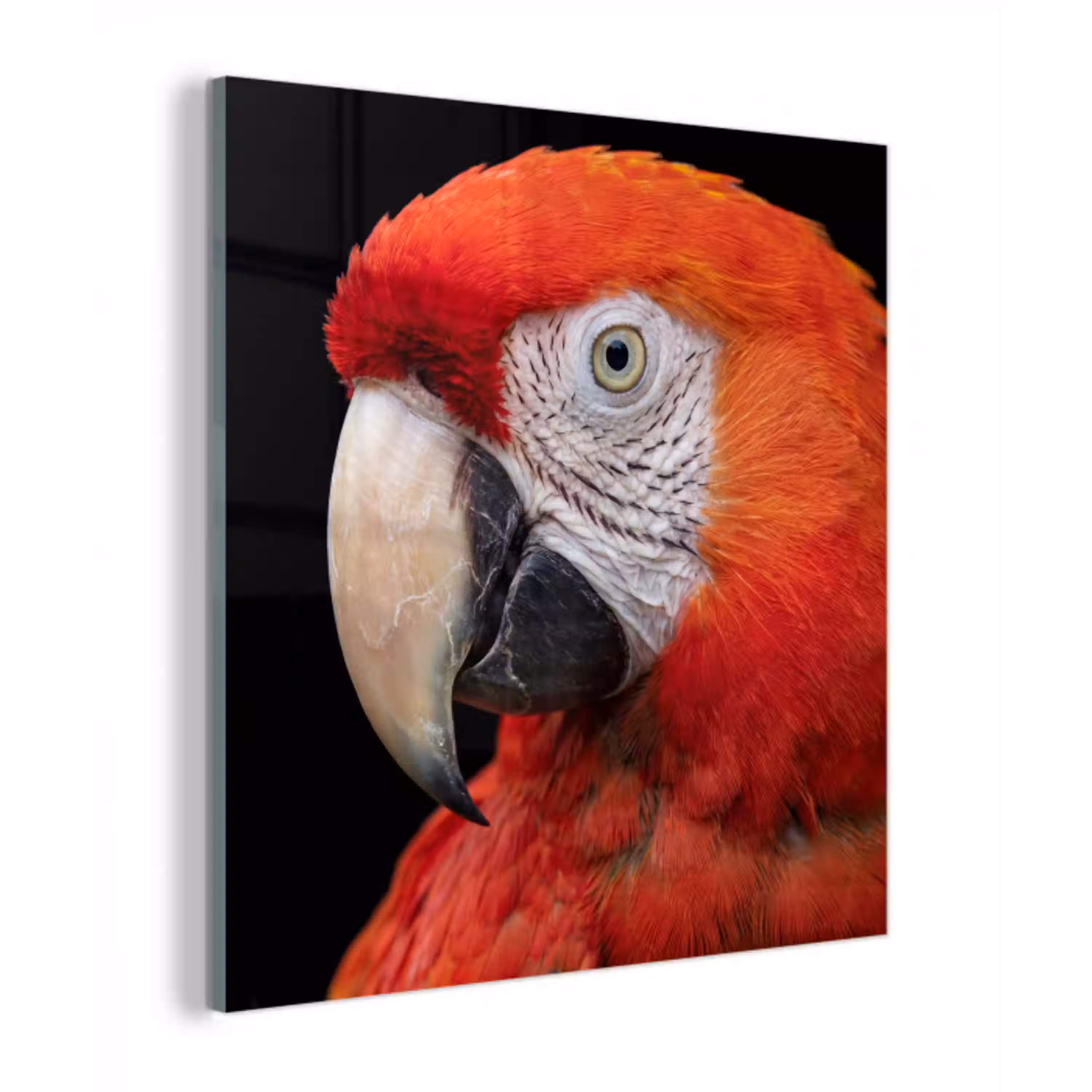 Ara - Portret - Rood plexiglas 5mm klein -z3d