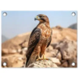 Valk - Vogel - Rots - Macht tuinposter los doek klein -3d