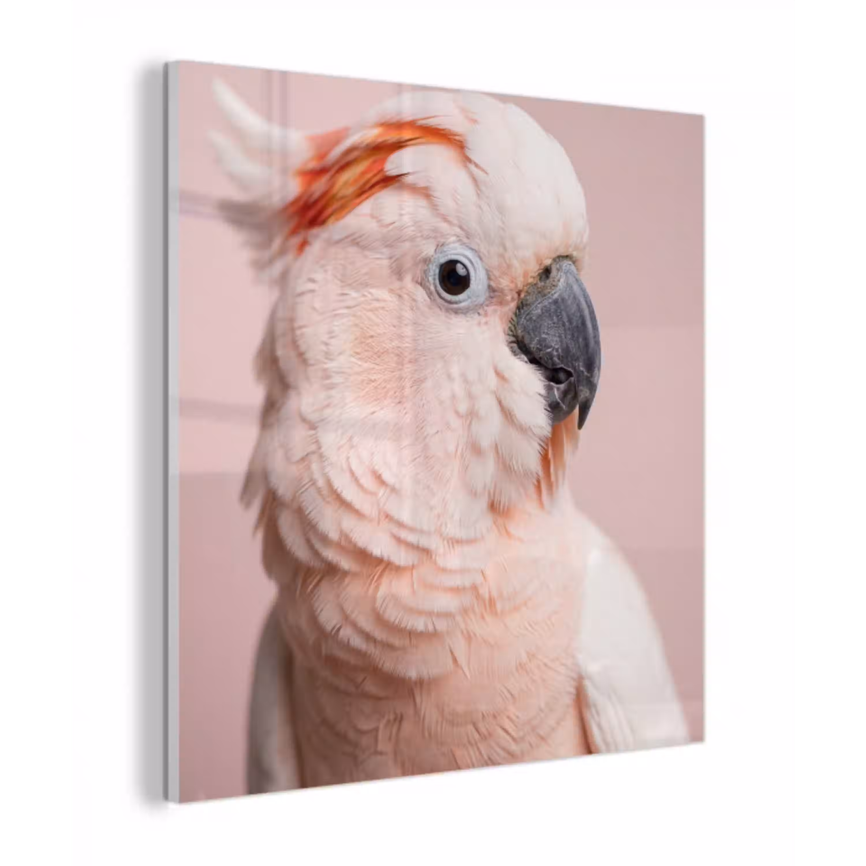 Kaketoe - Portret - Roze plexiglas 5mm klein -z3d