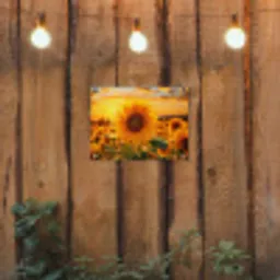 Zonnebloem in de avondzon tuinposter los doek klein -sfeer1