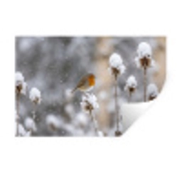 Roodborstje - Gedroogde bloem - Sneeuw - Winter - Vertederend Muursticker klein -3d