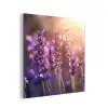 Lavendelbloemen - Paars - Zonlicht aluminium wit klein -3d