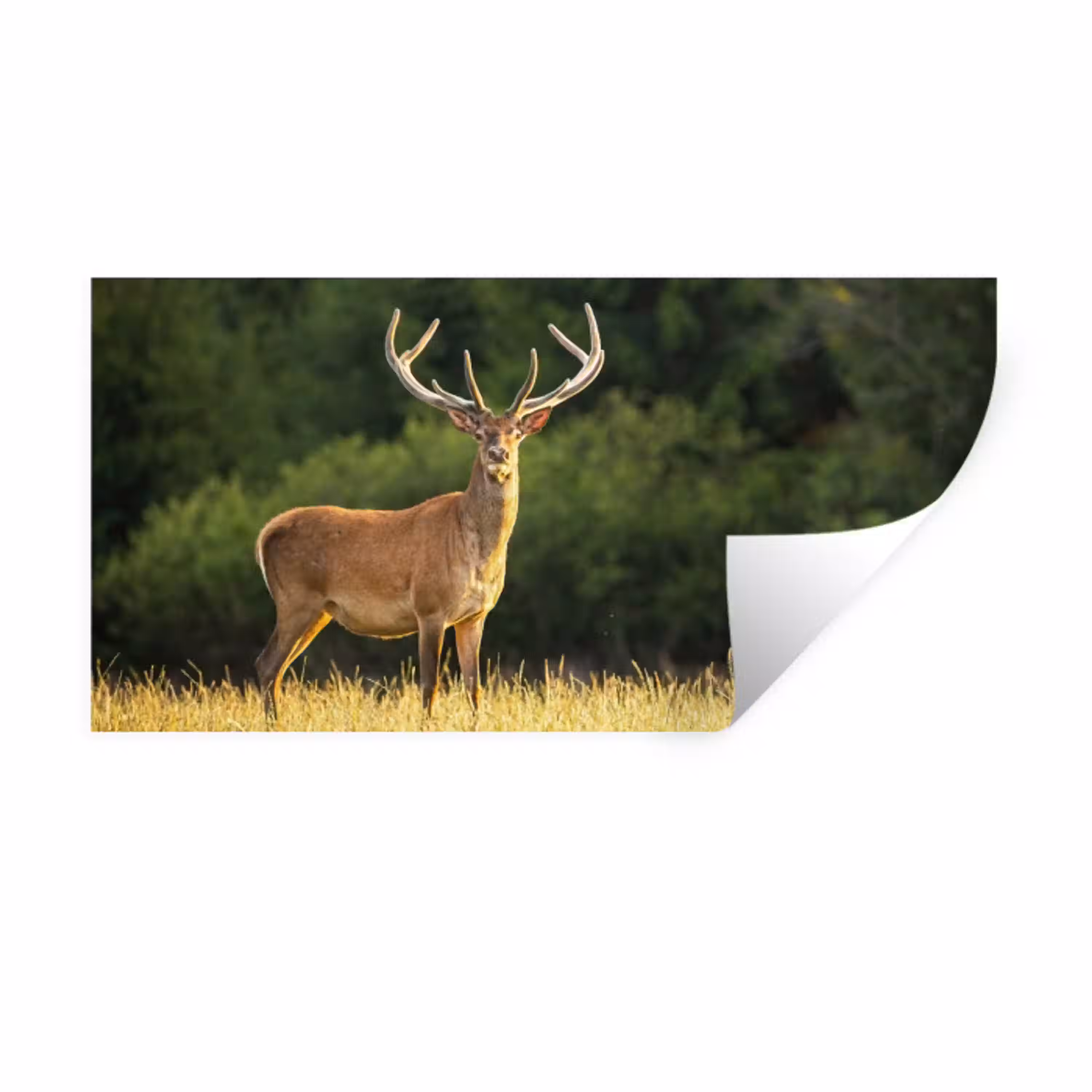 Hert - Gewei - Gras - Natuur - Dieren - Groen Muursticker klein -3d