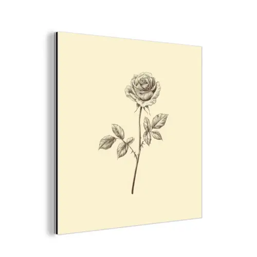 Illustratie - Zwart - Roos aluminium wit klein -3d