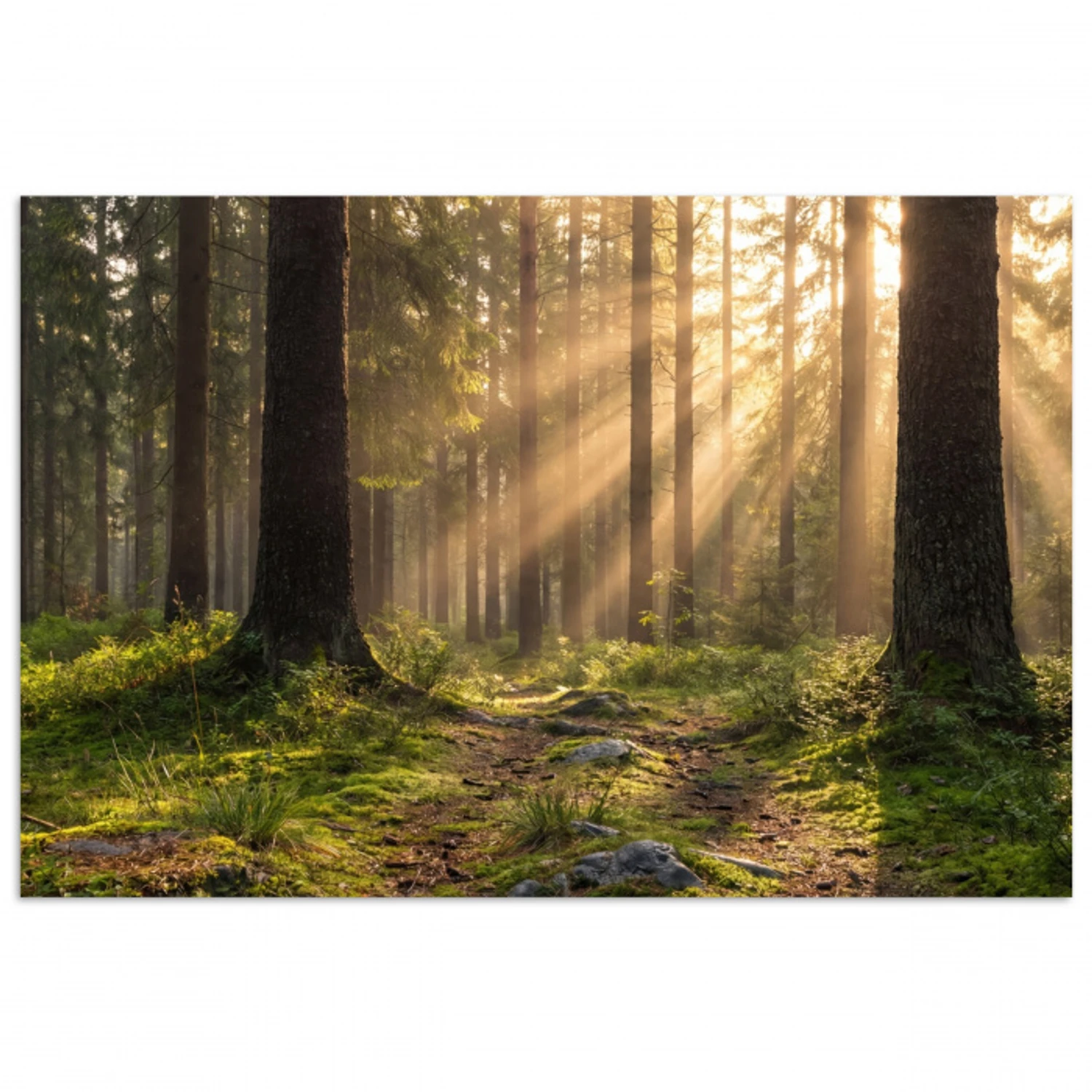 Bos - Zonlicht - Gras poster papier klein -3d