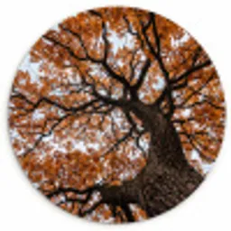 Boom - Bladerdak - Herfst - Oranje - Sfeervol Wandcirkel kunststof plaat 5mm dik klein -3d