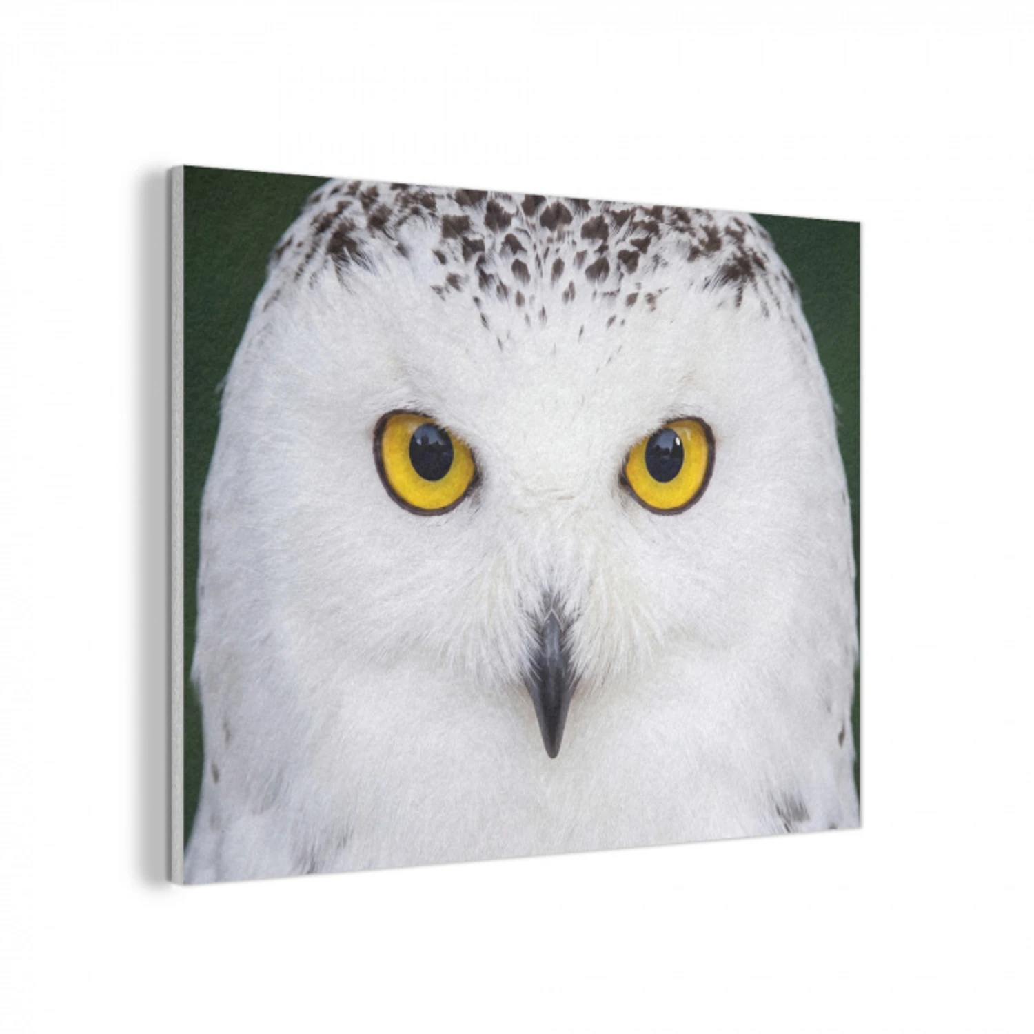 Sneeuwuil - Portret - Geel PET vilt klein -3d
