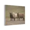 Schapen - Bruin - Wit - Grindpad PET vilt klein -3d