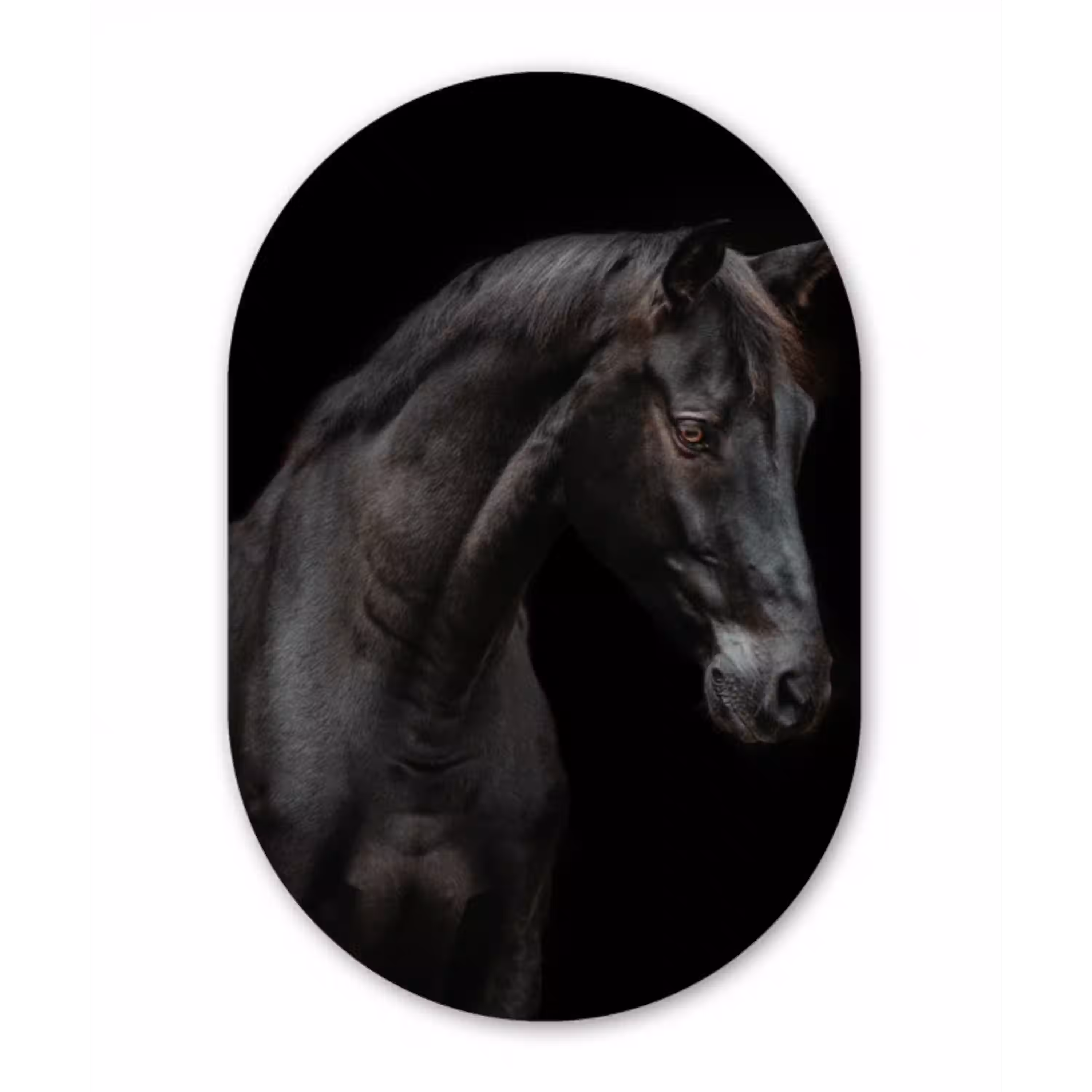 Paard - Dieren - Zwart - Portret Wandcirkel Ovaal Forex klein -3d