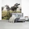 Koeien - Licht - Gras - Dieren fotobehang vinyl groot -slaapkamer