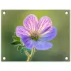 Bloem - Close up - Paars tuinposter los doek klein -3d