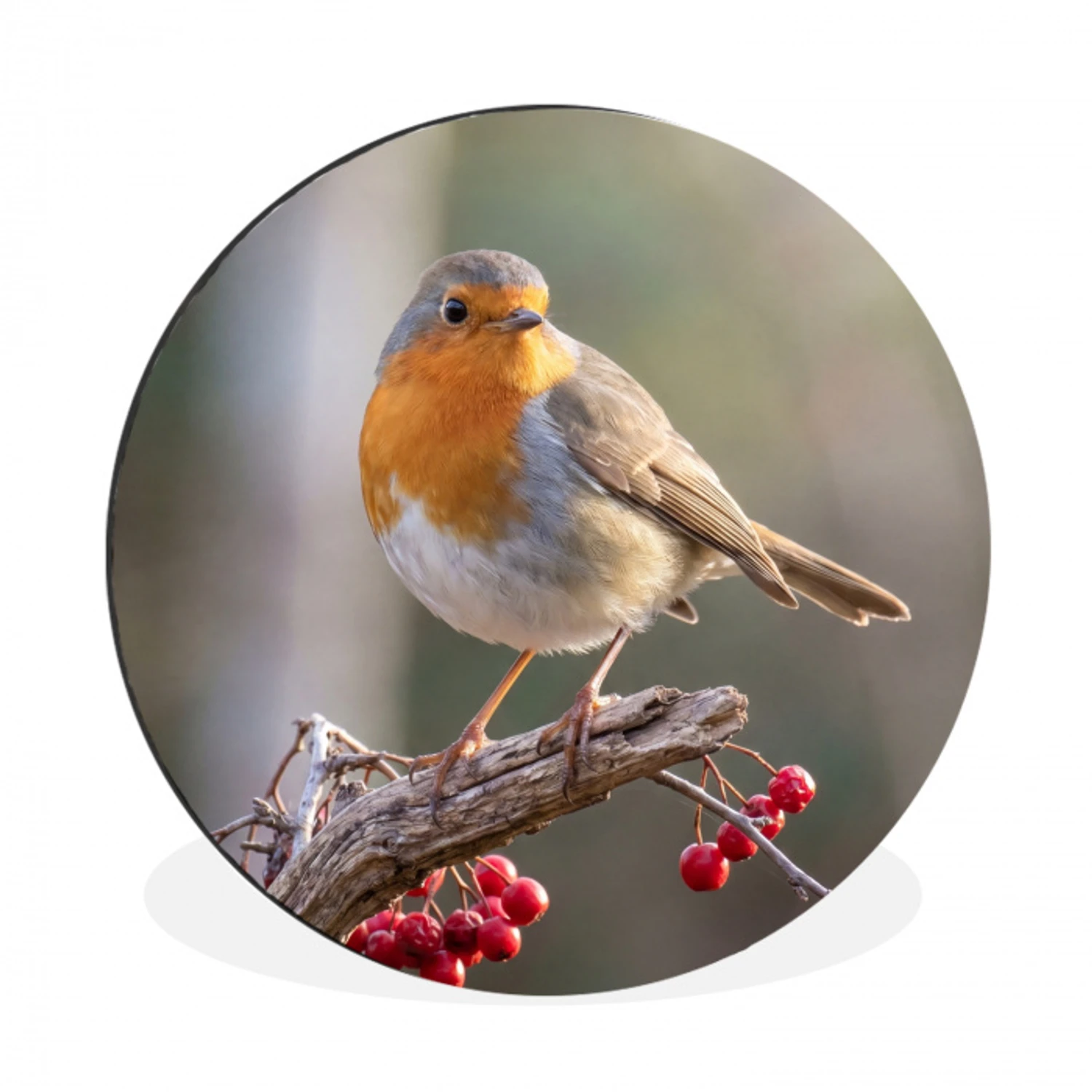 Roodborst - Tak - Bessen - Natuur Wandcirkel aluminium klein -3d